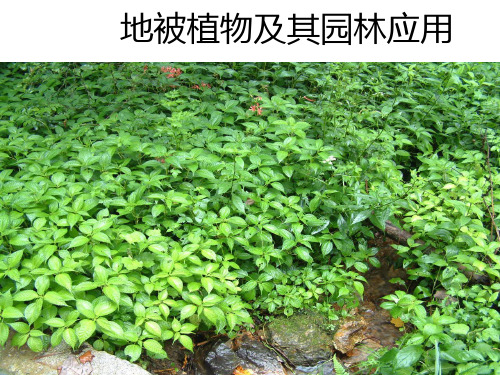 园林地被植物应用PPT课件