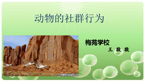 动物的社群行为(省优 王老师)  【2020北师大版 八年级上册 生物 一师一优课】