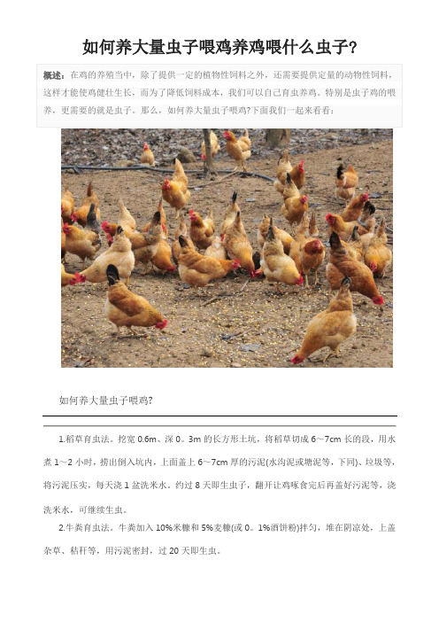 如何养大量虫子喂鸡养鸡喂什么虫子
