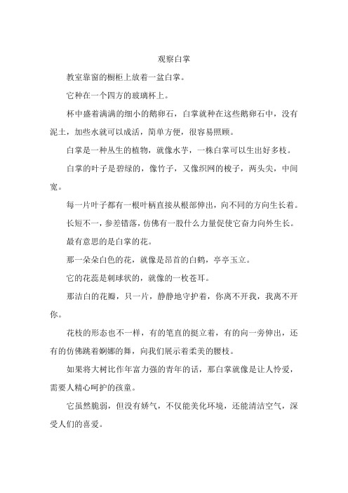 观察白掌-作文
