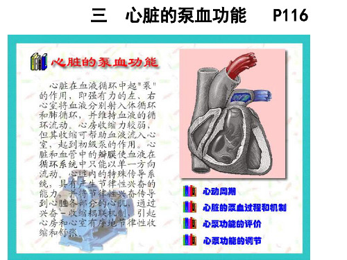 第六章循环系统生理_PPT幻灯片