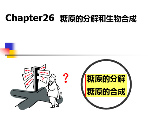 第26章 糖原的分解和生物合成