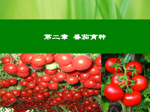 第二章番茄育种.