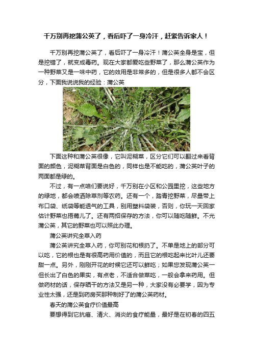 千万别再挖蒲公英了，看后吓了一身冷汗，赶紧告诉家人！