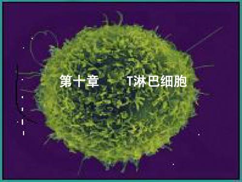 第10章  T淋巴细胞