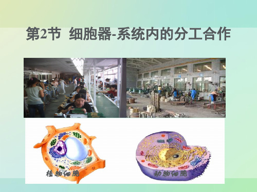 人教版高中生物必修一课件：细胞器──系统内的分工合作优秀ppt课件