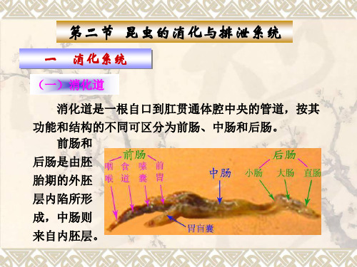 消化和排泄3-04ppt课件
