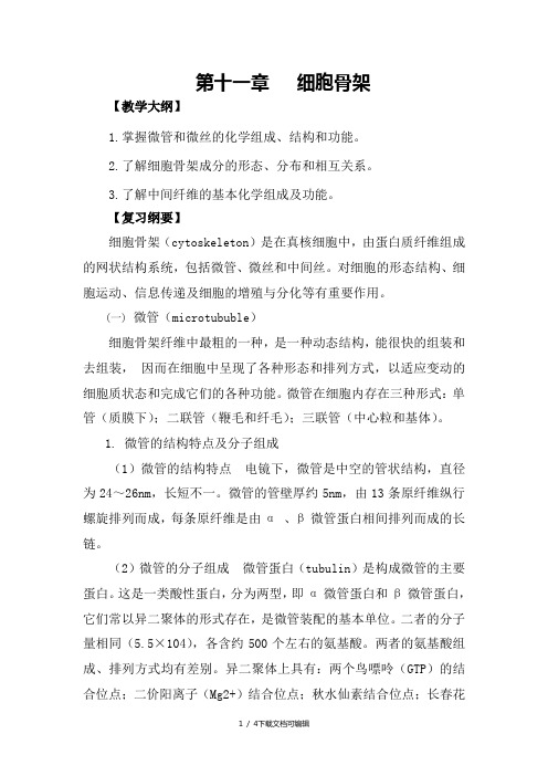 细胞骨架