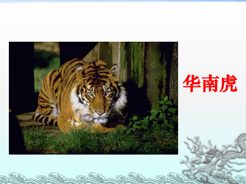 人教版初中七年级上册语文：华南虎_课件5
