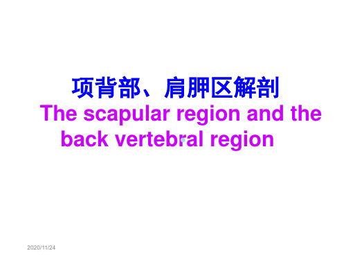 【解剖学课件】9项背部肩胛区解剖(4ipxueshi)