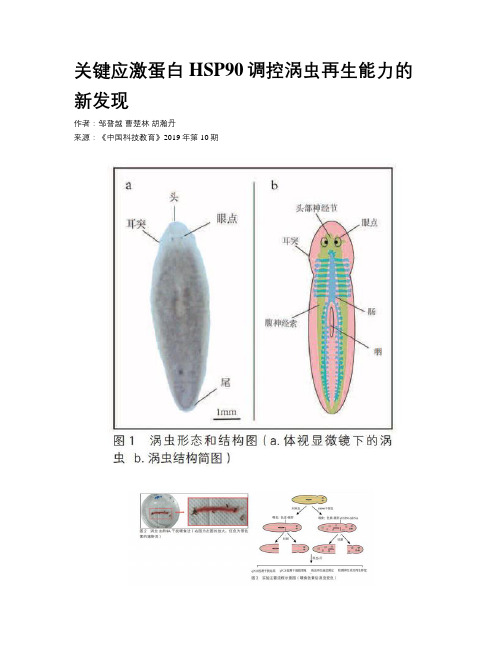 关键应激蛋白HSP90调控涡虫再生能力的新发现