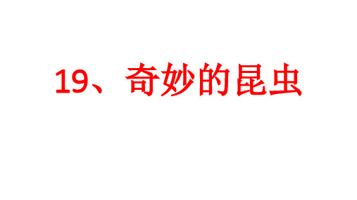 浙美版小学美术一年级下册19、奇妙的昆虫(教学课件)