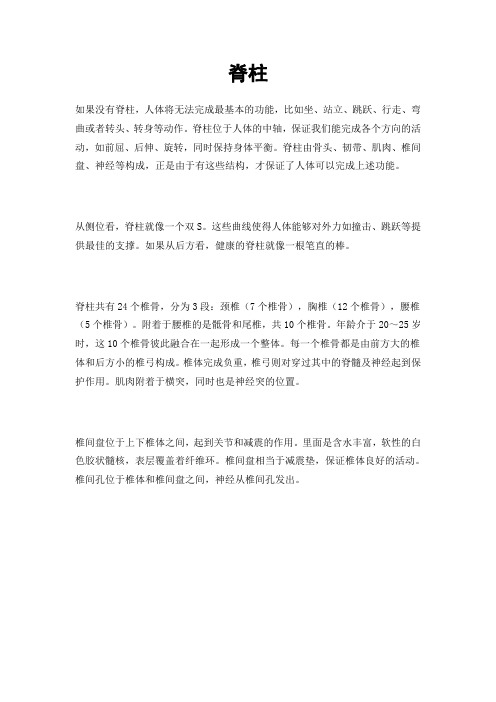 脊柱基础知识