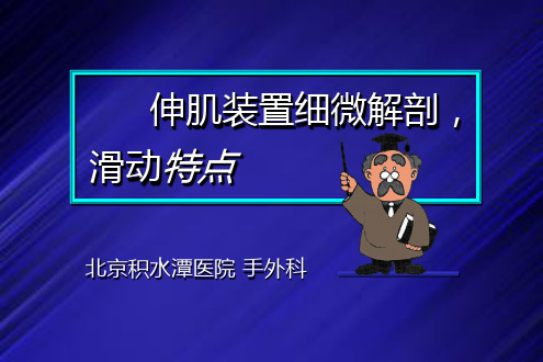 伸肌腱装置细微解剖