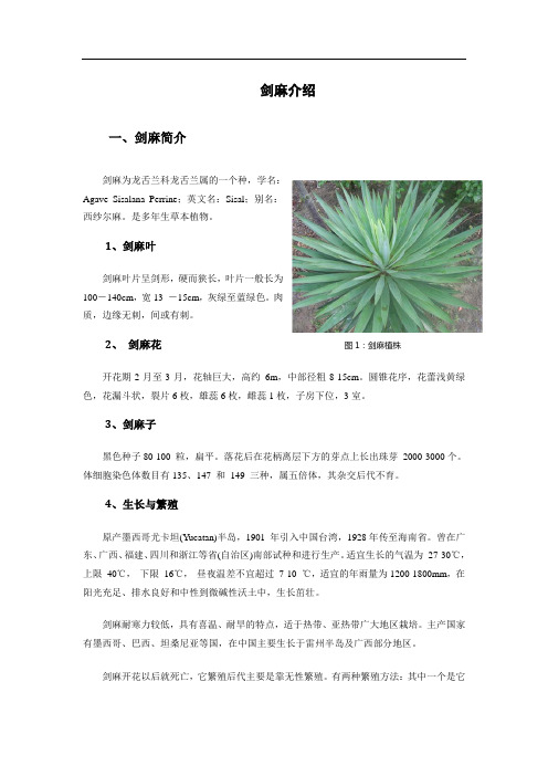 剑麻介绍