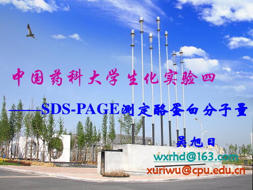 生物化学SDS-PAGE_吴旭日
