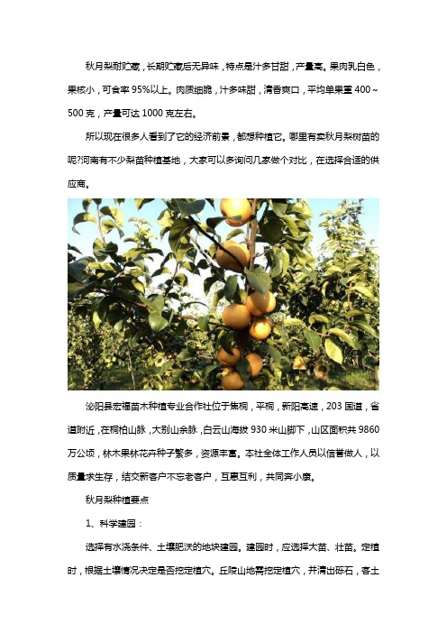 哪里售卖秋月梨树苗