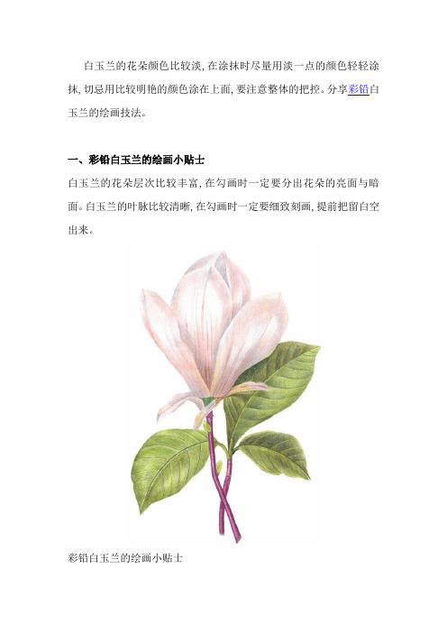 彩铅白玉兰的绘画技法