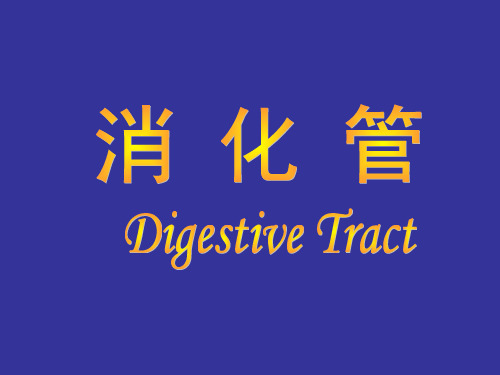 组织胚胎学--消化管-实验