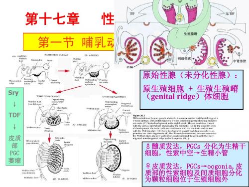 第十七章_性腺发育和性别决定