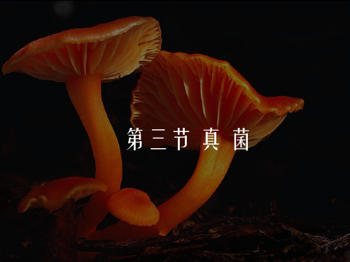 八年级生物上册 5.4.3 真菌课件 (新版)新人教版