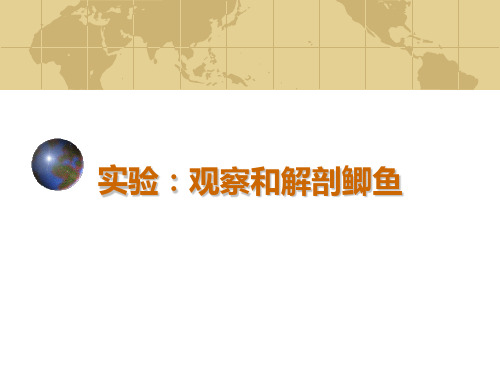 鱼的解剖