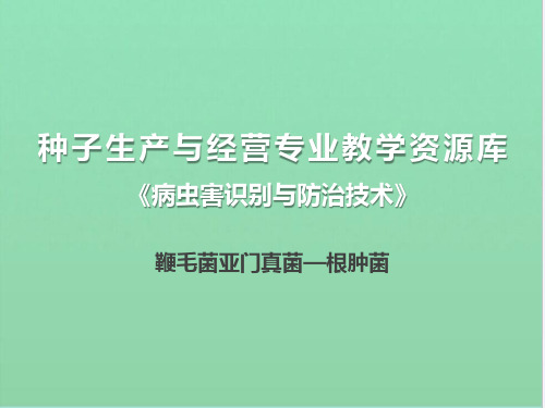 鞭毛菌亚门真菌—根肿菌