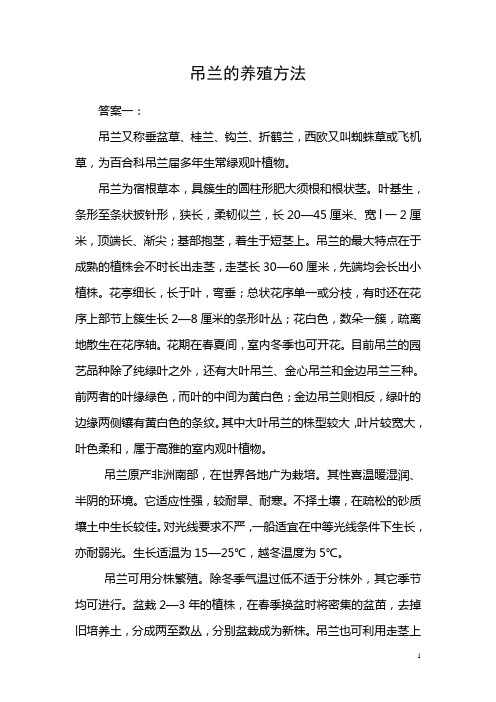 吊兰的养殖方法