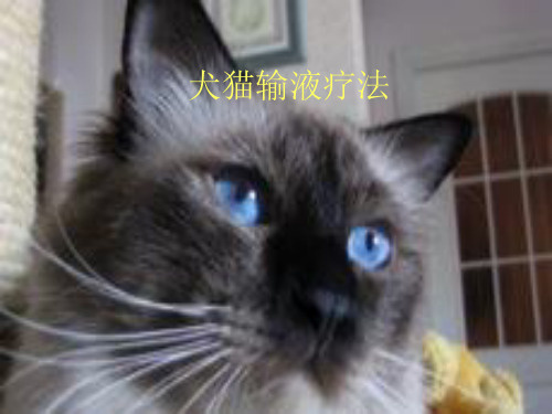 犬猫输液疗法