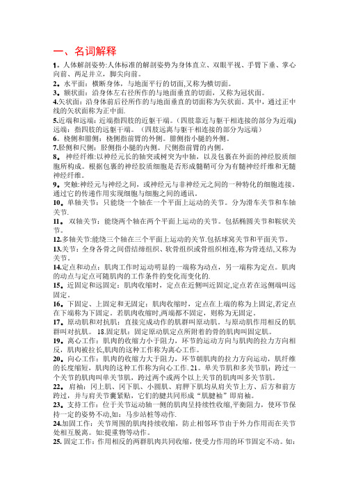 运动解剖学复习资料