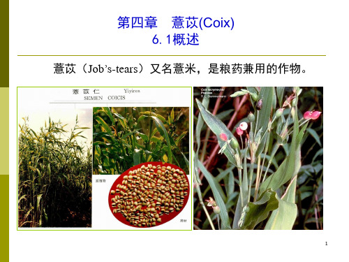06.薏苡
