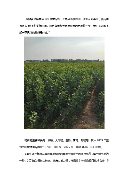 杨树苗都有哪些种类