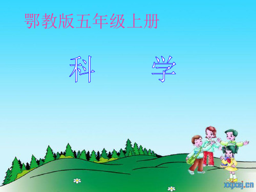 树木中的纹路