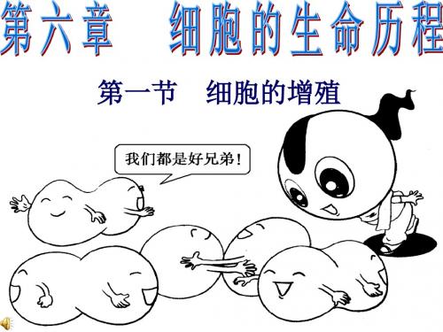 人教版高中生物必修1课件6-1细胞的增殖第二课时课件