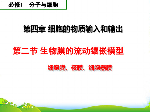 人教版高中生物必修一课件：4.2生物膜的流动镶嵌模型 (共26张PPT)