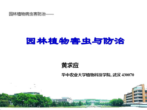 《枝干害虫》幻灯片PPT