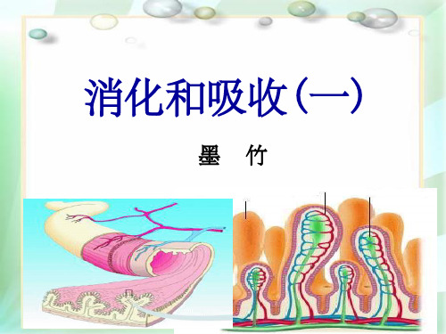 七年级生物下册消化和吸收复习课件