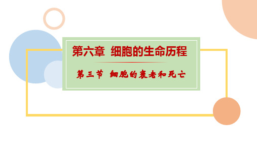 细胞的衰老和死亡课件(共40张PPT)人教版必修1