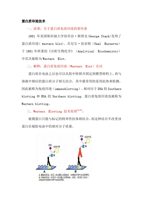 蛋白质印迹(Western  blotting)技术总结
