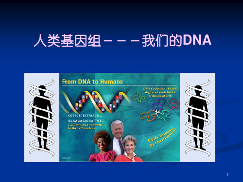 人类基因组简介ppt课件