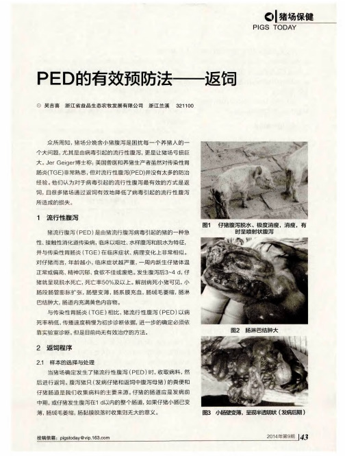 PED的有效预防法——返饲