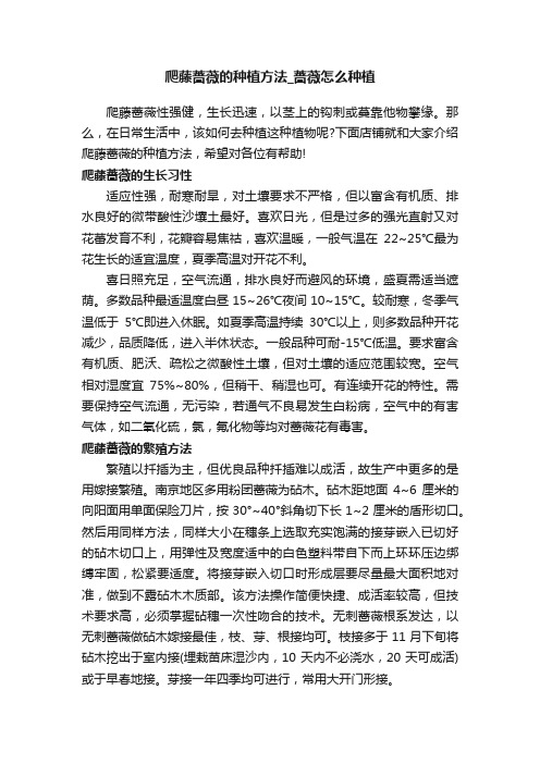 爬藤蔷薇的种植方法_蔷薇怎么种植