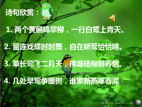 《珍珠鸟》ppt课件 正式 