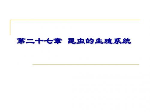 昆虫生殖系统-PPT课件