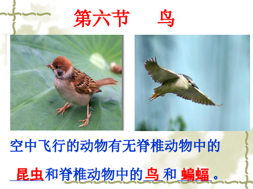 _第六节_鸟课件
