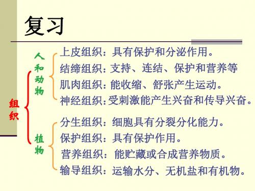 4.2生物体的器官、系统课件(北师大版七年级上)
