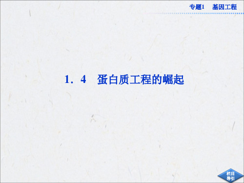 高中生物同步课件：1.4 蛋白质工程的崛起(新人教版选修3)