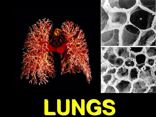 Ch15-Lung 注解