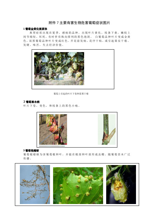 13种葡萄检疫病图片