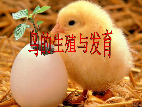 第四节---鸟的生殖和发育